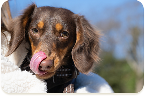 ダックスフンド